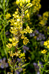 yellow flowers on a tree