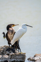 Small white heron, or Little egret, Egretta garzetta, and Great cormorant, Phalacrocorax carbo, sitting on a cliff and looking for fish in shallow water