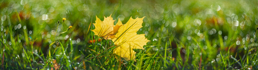 autumnal leaves in grass with nice soft artistic bokeh