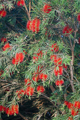 Tropical plants in bloom. Beautiful red flowers. Background.