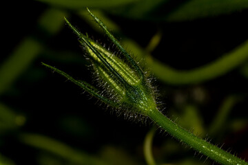 green caterpillar on a leaf