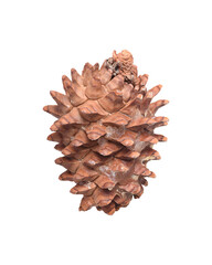 fir cone isolated