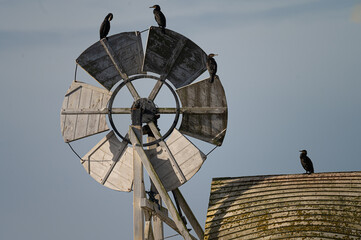 A gulp of cormorants on a windmill on the Norfolk Broads