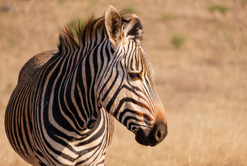 Fototapeta na wymiar Portrait photo of a Hartmanns mountain zebra