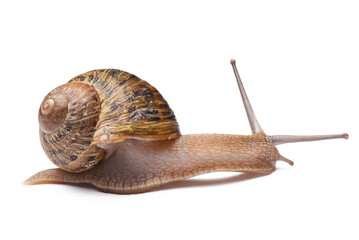 Snail isolated