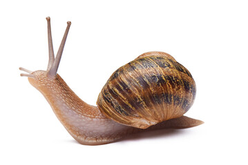 Snail isolated © chones