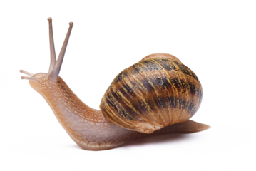 Snail isolated