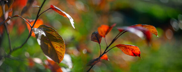 autumnal leaves with nice soft artistic bokeh