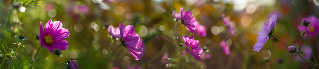 Naklejka na ściany i meble dewy cosmos flowers and grass with nice soft artistic bokeh - autumnal picture