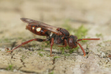 Closeup of a female of the the Large Bear-clawed Nomad Bee, Nomada albogutata