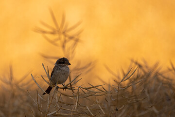 bird on a branch