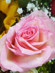 pink and white roses