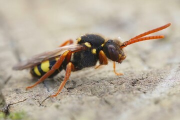 Closeup of a female of the colorful orange horned nomad cuckoo bee, Nomada fulvicornis sitting on wood