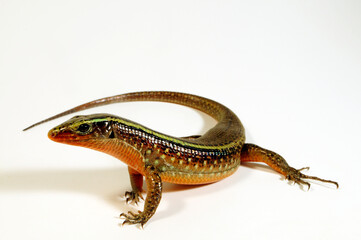 Madagascar girdled lizard // Madagaskar-Ringel-Schildechse (Zonosaurus madagascariensis)