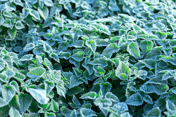 Autumn morning hoar frost on leaves and flowers. Abstract seasonal and weather concept image