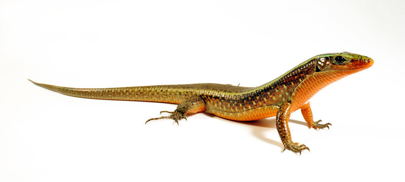 Madagascar girdled lizard // Madagaskar-Ringel-Schildechse (Zonosaurus madagascariensis)