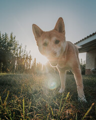 Wide angle of a dog looking at the camera with the sun in the background.