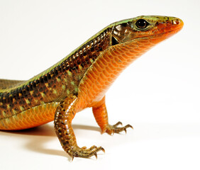 Madagascar girdled lizard // Madagaskar-Ringel-Schildechse (Zonosaurus madagascariensis)