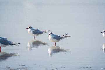 Flock of Seagulls, The European herring gull, swims on the calm lake shore