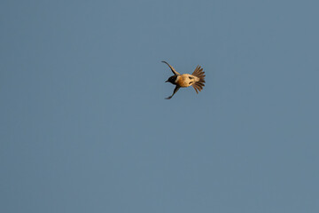 spider on the sky