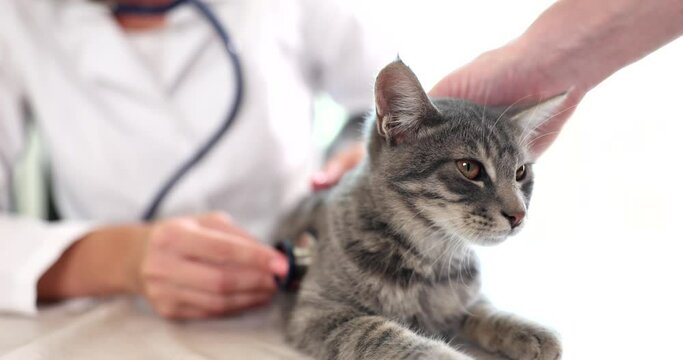 Veterinary woman with stethoscope examining cat in medical veterinary office