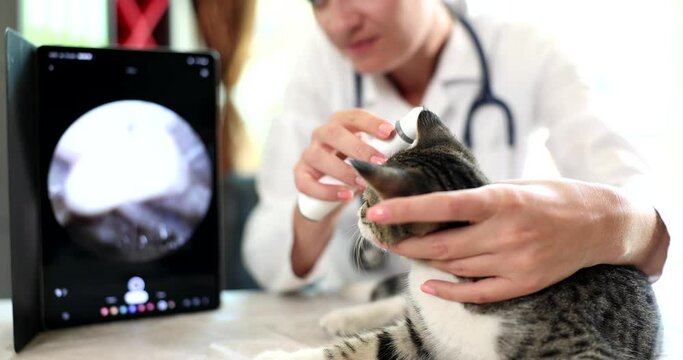 Veterinarian checks cat ears with digital otoscope in veterinary clinic