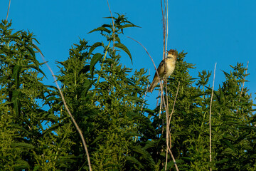 Fototapeta premium squirrel on a branch