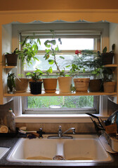 houseplants on shelf in kitchen window