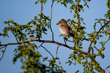 bird on a branch
