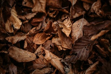Naklejka premium Closeup of dried brown leaves on the ground in autumn in Abruzzo National Park, Italy