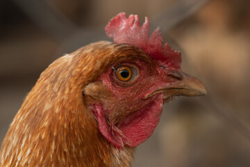 Close up of a red chicken looking sideways - Close-up de uma galinha vermelha olhando de lado