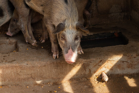 Farm pig in a pigsty in the countryside of Minas Gerais, Brazil - Porquinho dentro do chiqueiro de uma fazenda de Minas Gerais, Brasil