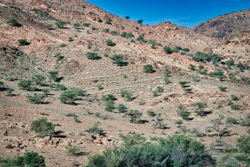 Arabian desert and the goats