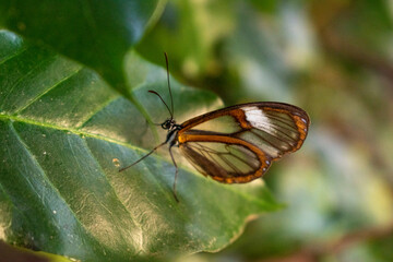 Mariposa en hoja de café
