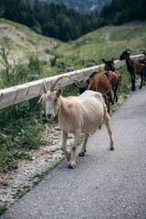 Ziegen in den Bergen