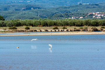 Herons wading in the shallow water of gialova lagoon looking for something to eat