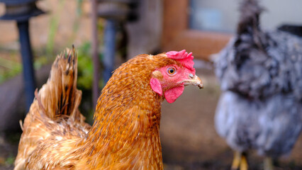 Country chickens in the wild. Chicken close-up Happy chickens
