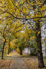 Autumn in a provincial town. Low houses flying around the trees, yellow leaves on the ground.