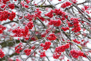 Frost-covered red rowan berries on a tree in winter