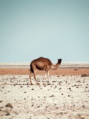 wild camel in the hot dry desert	