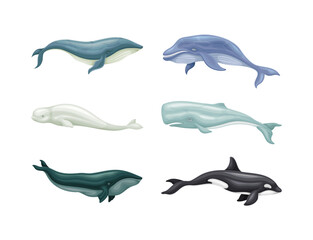 Sea mammal animals set. Whale, orca, beluga, dolphin and cachalot marine inhabitants vector illustration