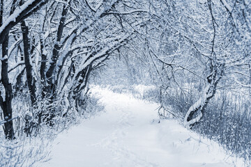 Winter forest with snow-covered trees and road between trees after snowfall