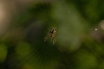Macro shot of cobweb texture with spider in center. Arachnid hunter weaving a silk web trap. Detailed view of spiderwebs in an outdoor garden. Spider in a web on a blurred natural green background.