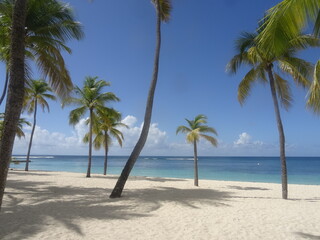 Naklejka na ściany i meble Des palmiers sur la plage de sable blanc devant la paradisiaque mer turquoise