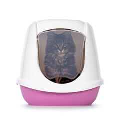Cute black tabby Maine Coon cat kitten, sitting in litterbox. Looking towards camera through see through flap door. Isolated on a white background.