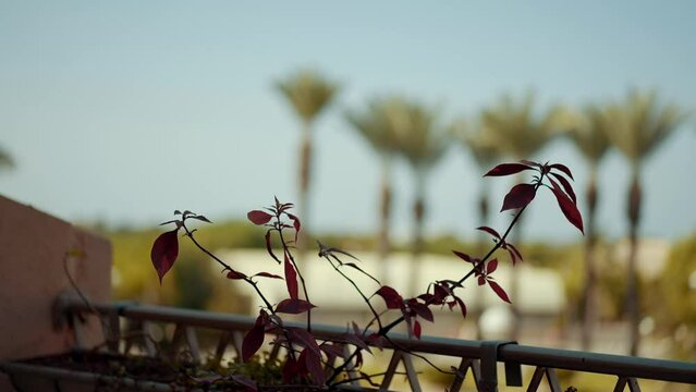 Flowers on the balcony with a view of the palm trees. High quality FullHD footage