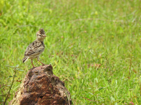 The singing bush lark (Mirafra cantillans) is a species of lark found in Africa, the Middle East, and South Asia.