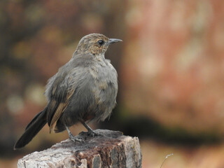 The singing bush lark (Mirafra cantillans) is a species of lark found in Africa, the Middle East, and South Asia.