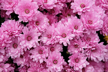 close up of pink chrysanthemum flowers - color backgrpound