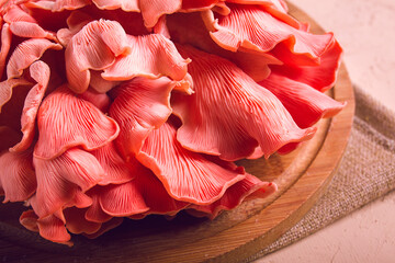 Pink oyster mushroom, bunch, close-up , raw, no people,